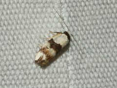 Euphiltra eroticella