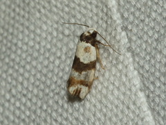 Euphiltra eroticella