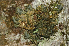 Pseudocyphellaria neglecta