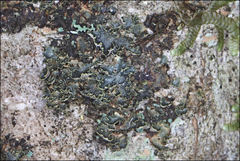 Pseudocyphellaria neglecta