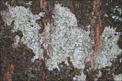 Lepra novaezelandiae