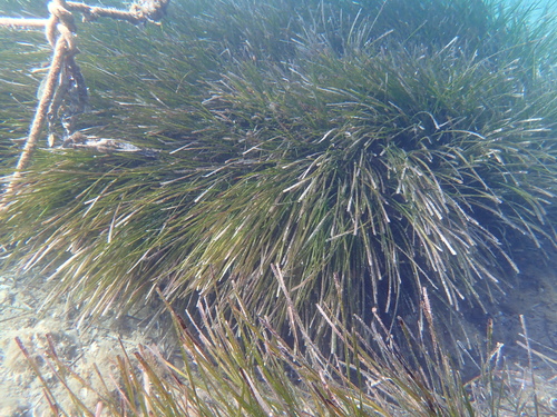 Posidonia Seagrass
