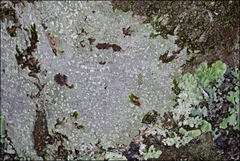 Lepra novaezelandiae