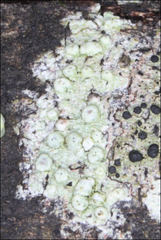 Pertusaria pertractata