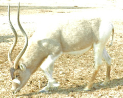 Addax nasomaculatus