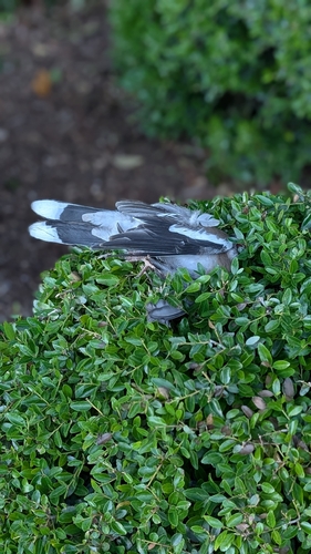 White-winged Dove observed by meiling5
