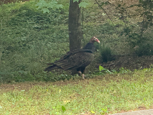 Turkey Vulture observed by nutegunray