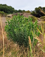 Myoporum insulare