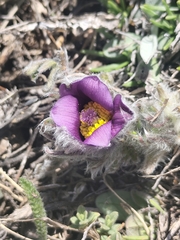 Pulsatilla halleri