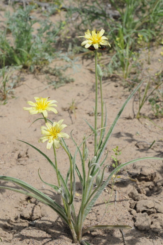 Scorzonera sericeolanata