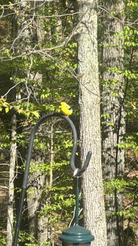 American Goldfinch observed by audriae