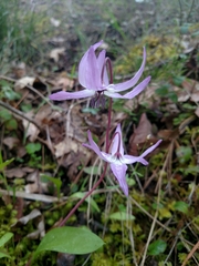 Erythronium hendersonii