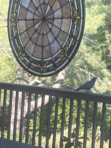 American Crow observed by slackerelf