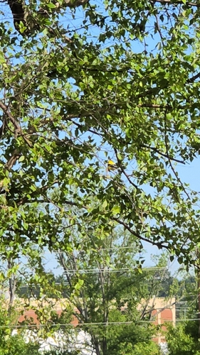 American Goldfinch observed by o1iviab
