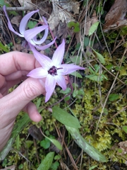Erythronium hendersonii