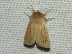 Bathytricha leonina