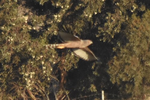 Spotted Harrier (Circus assimilis)