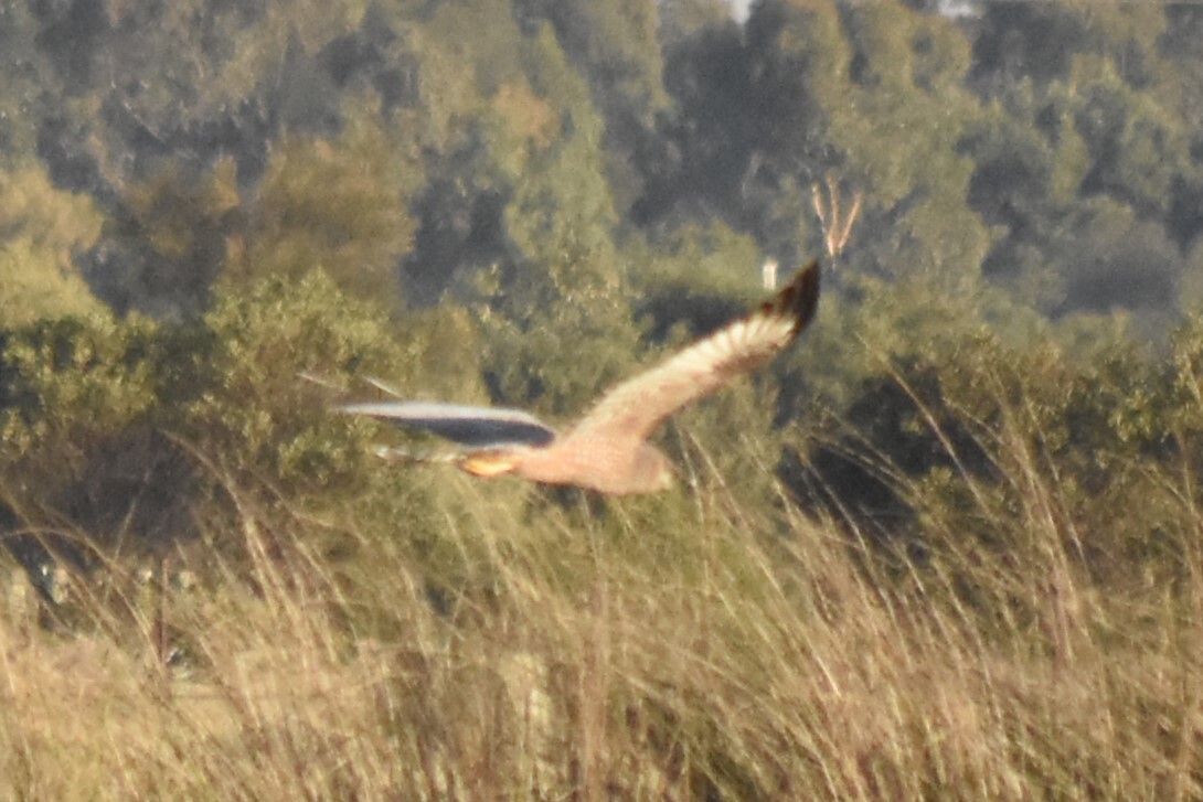 Spotted Harrier (Circus assimilis), photo 2