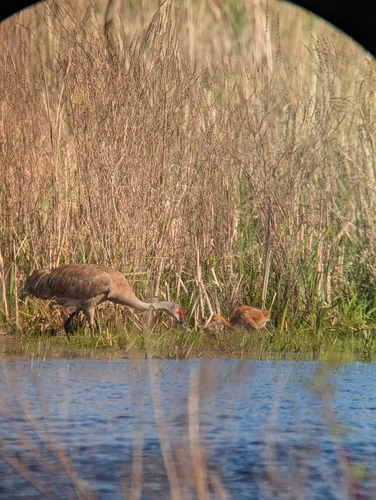Sandhill Crane observed by stridden