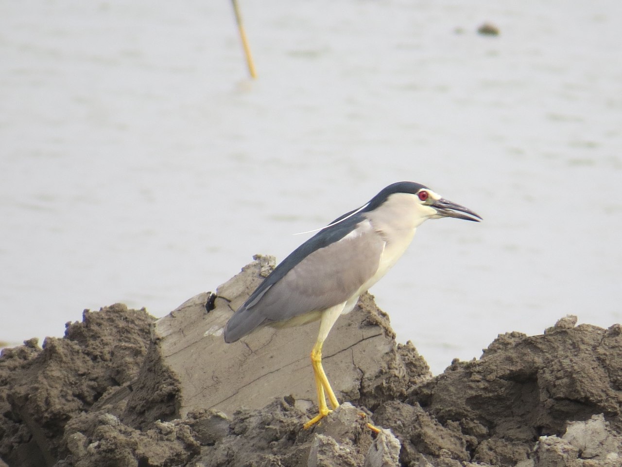Black-crowned Night Heron