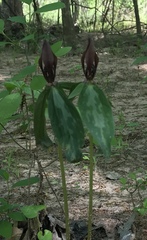 Trillium lancifolium