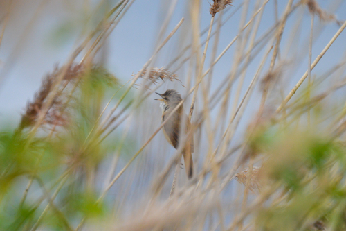 Marsh Warbler (Acrocephalus palustris), photo 3