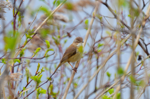 Marsh Warbler (Acrocephalus palustris), photo 2