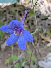 Delphinium alabamicum