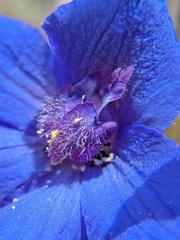 Delphinium alabamicum, photograph author not stated, no rights reserved