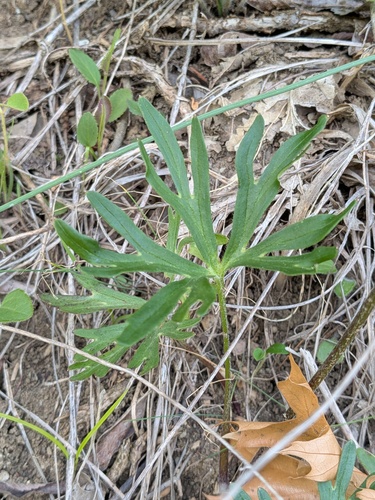 Delphinium alabamicum, photograph 2