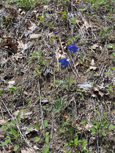 Delphinium alabamicum, photograph 4