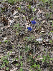 Delphinium alabamicum, photograph author not stated, no rights reserved