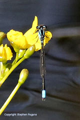 Enallagma geminatum