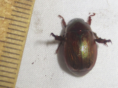 Callistethus marginatus