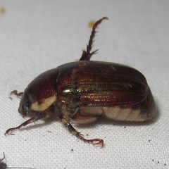 Callistethus marginatus