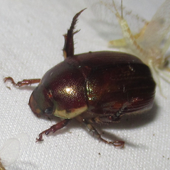 Callistethus marginatus