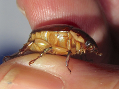 Callistethus marginatus