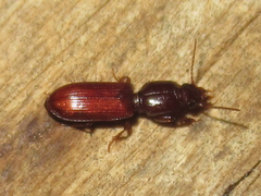 Clivina