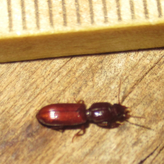 Clivina