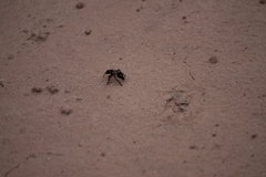 Traumatomutilla centralis