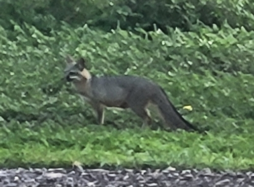 Gray Fox observed by ecodude