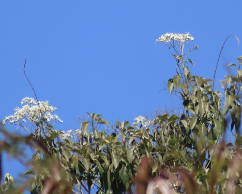 Cordia elaeagnoides, 2026-05-10