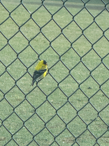 American Goldfinch observed by glausersarah