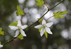 Rubus palmatus