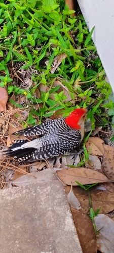 Red-bellied Woodpecker observed by purgatorius