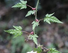 Rubus palmatus