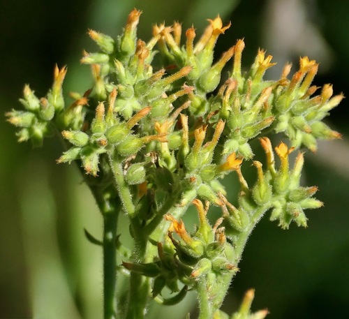 Kalanchoe lanceolata, photograph 6