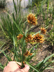 Rhynchospora indianolensis