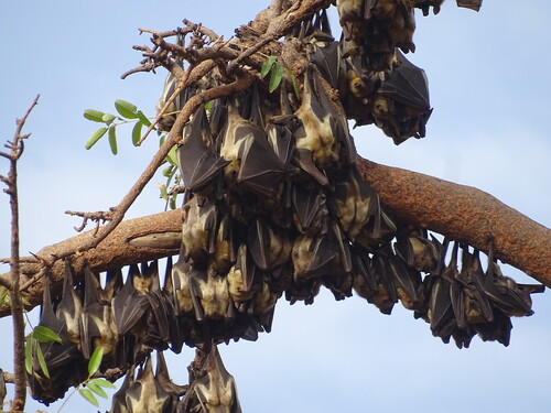 Straw-coloured Fruit Bat