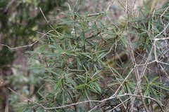 Rhododendron makinoi